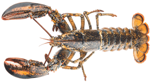 Boston Lobster